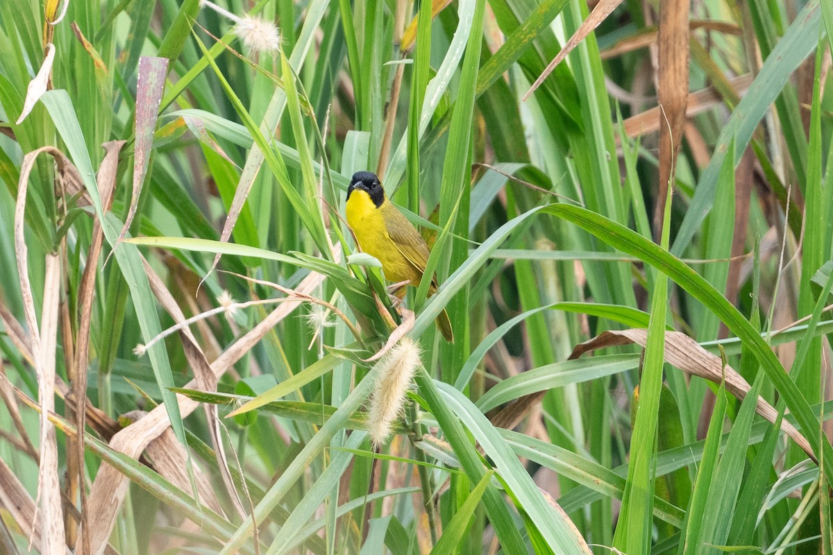 Olive-crowned Yellowthroat - Cynthia  Case