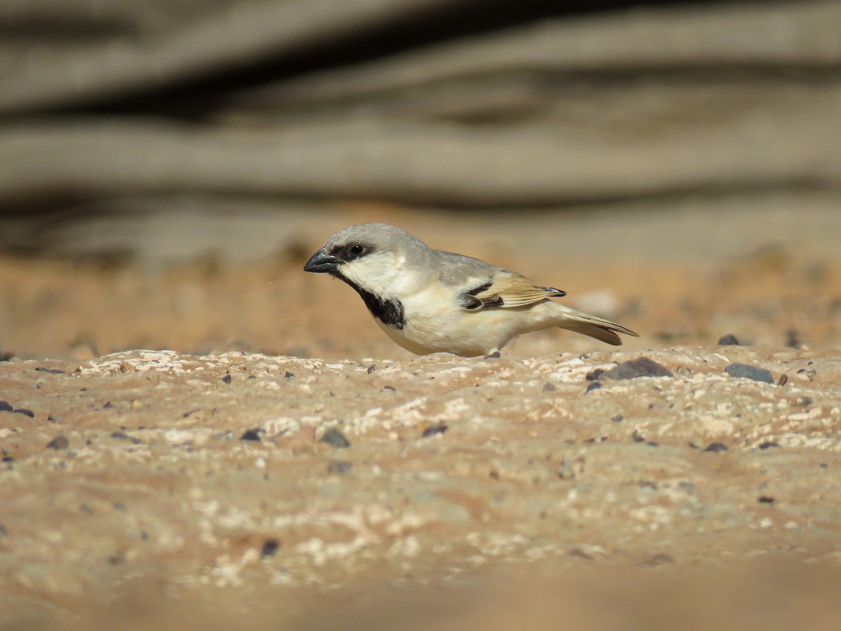 Desert Sparrow - ML617100971