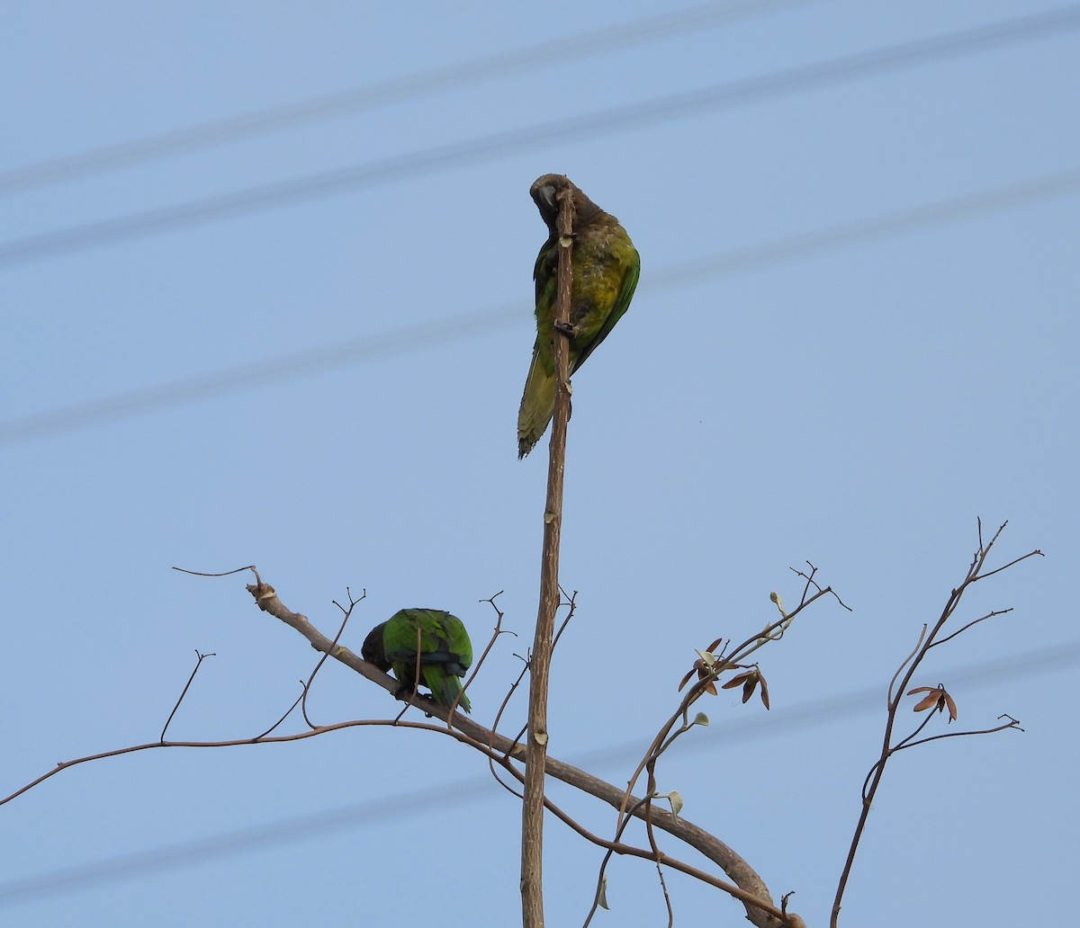 Brown-throated Parakeet - ML617100972