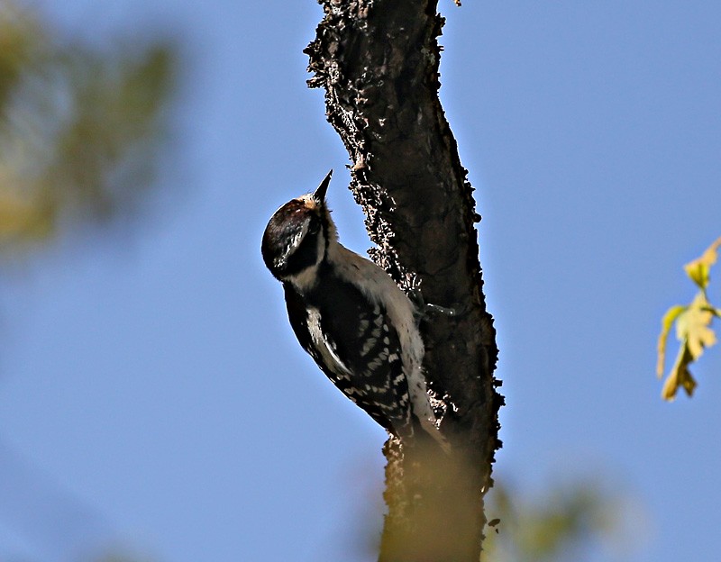 Hairy Woodpecker - ML617100981