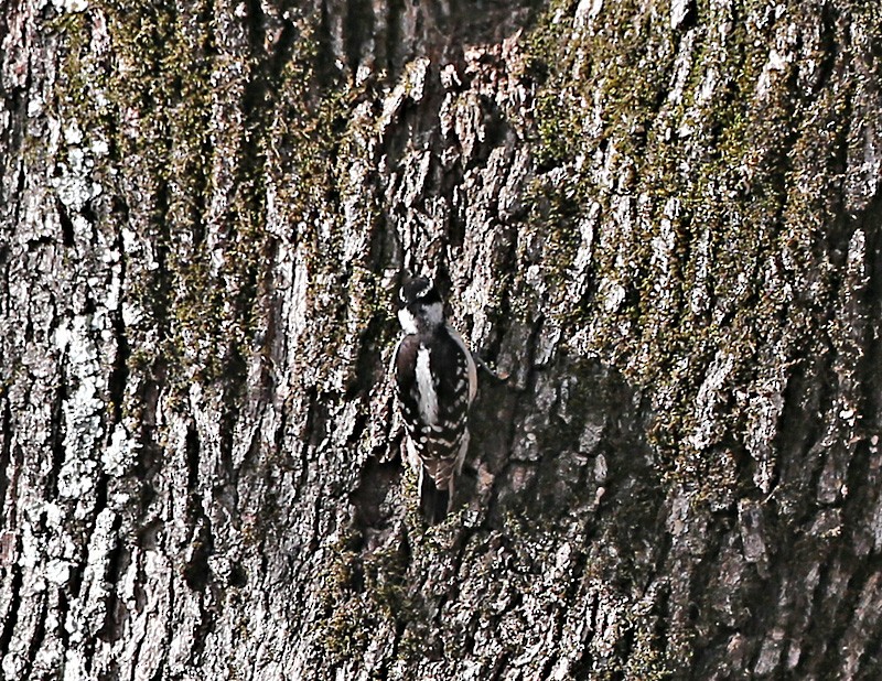 Hairy Woodpecker - Michael Walther