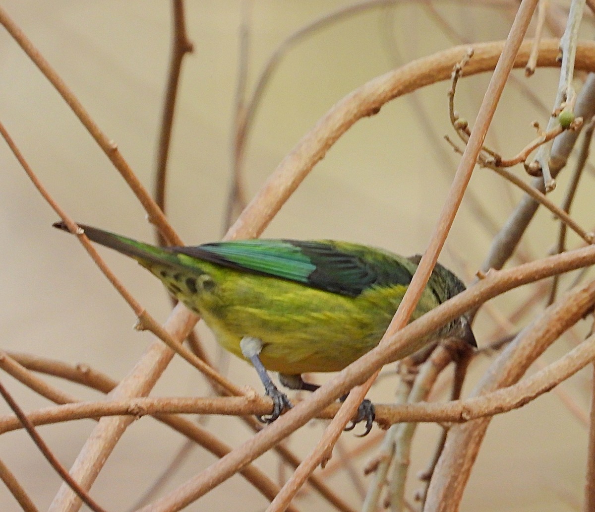Black-headed Tanager - ML617100987