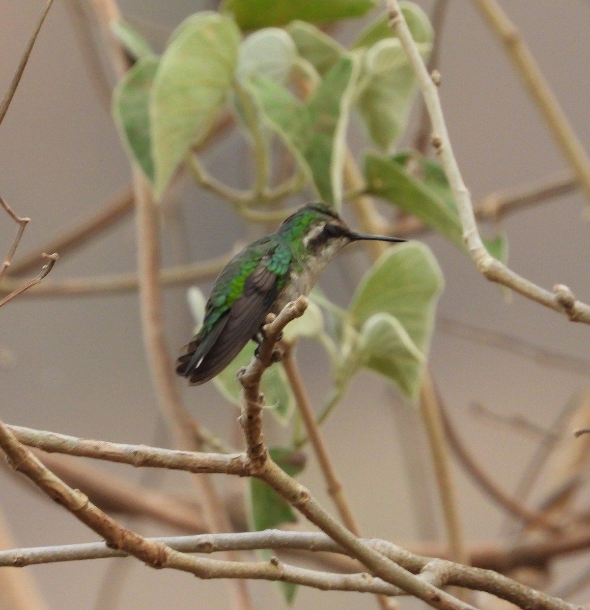 Blue-tailed Emerald - ML617100991