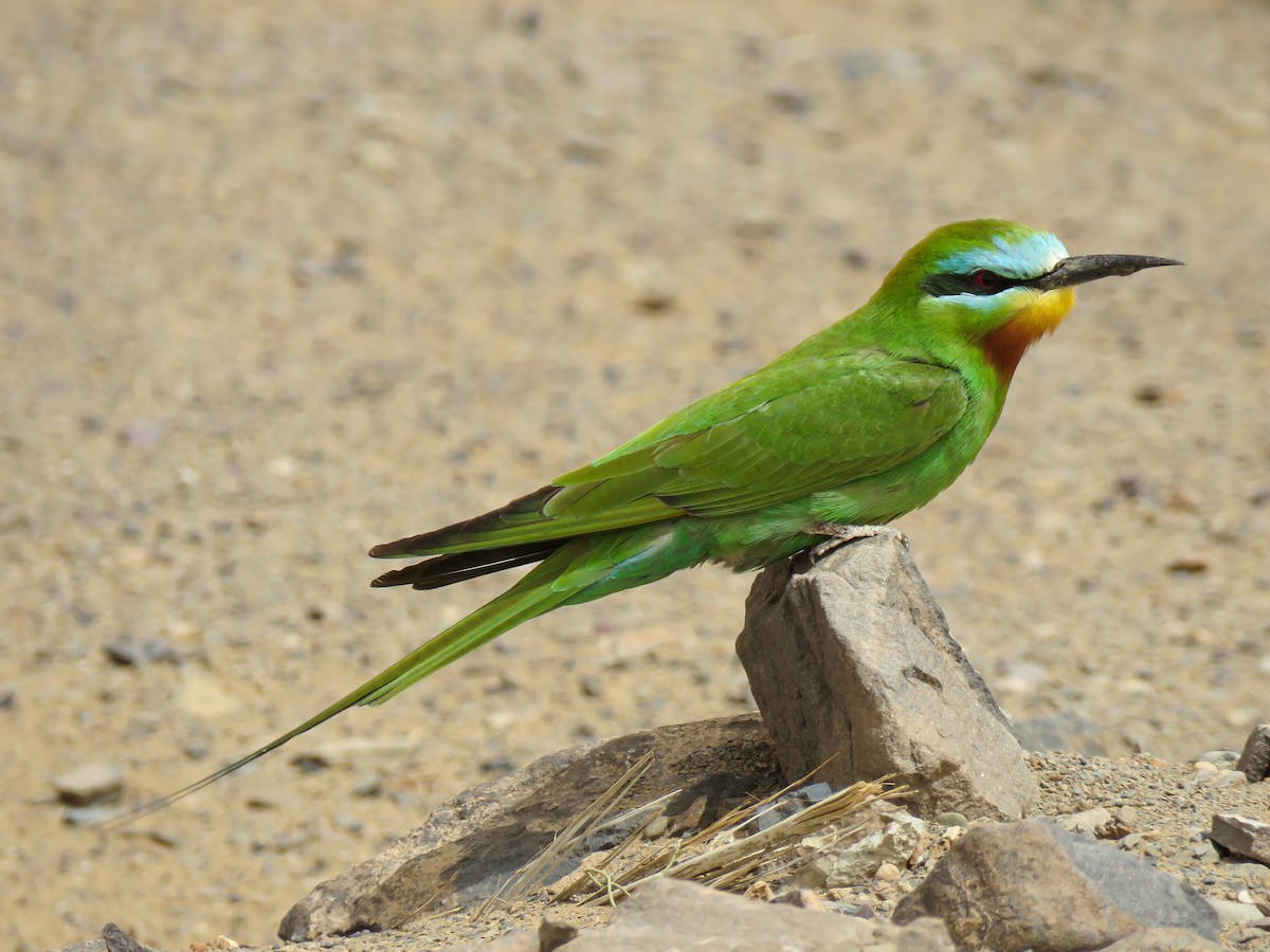 Blue-cheeked Bee-eater - ML617100993
