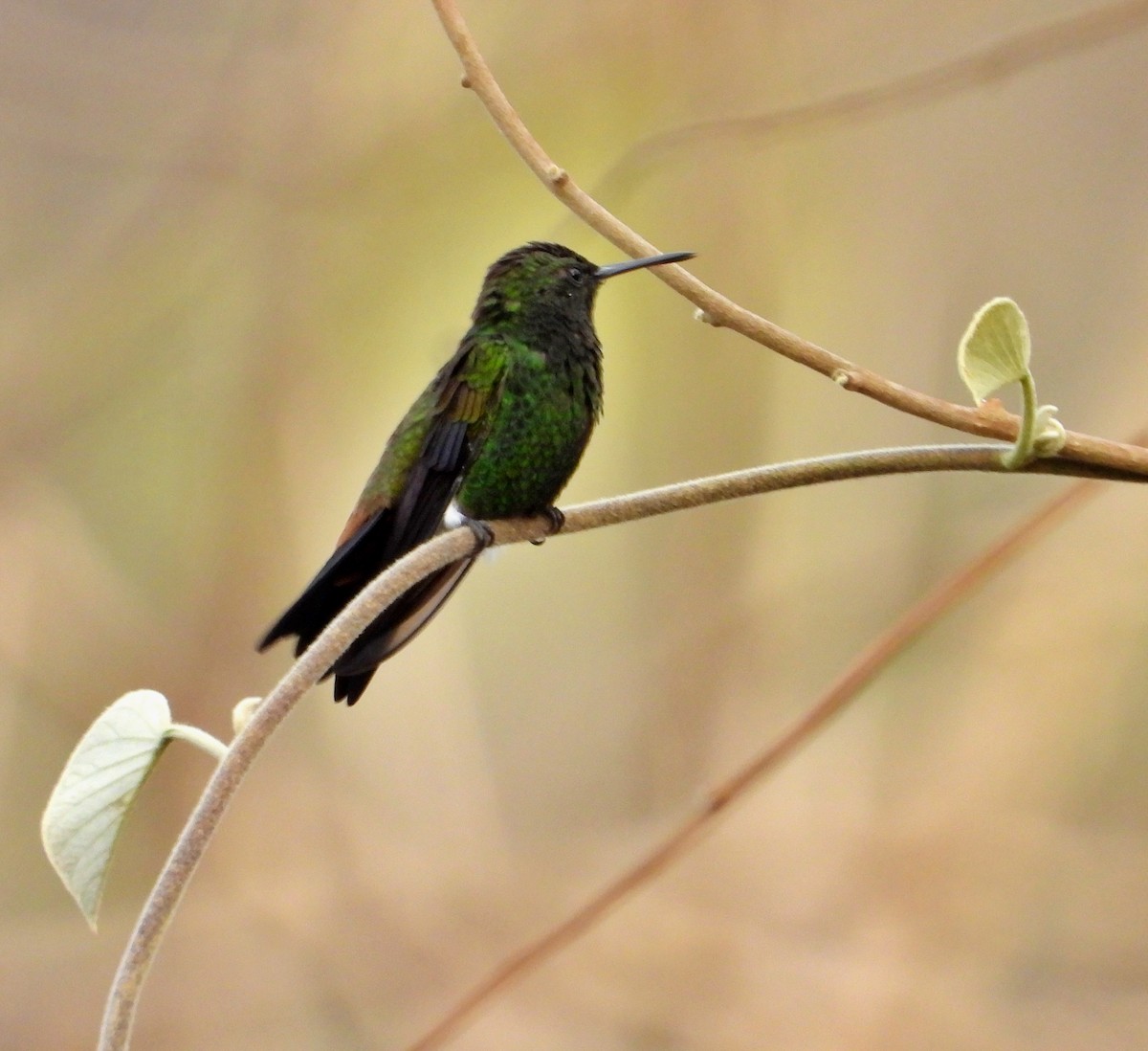 kolibřík měděnořitý - ML617100996