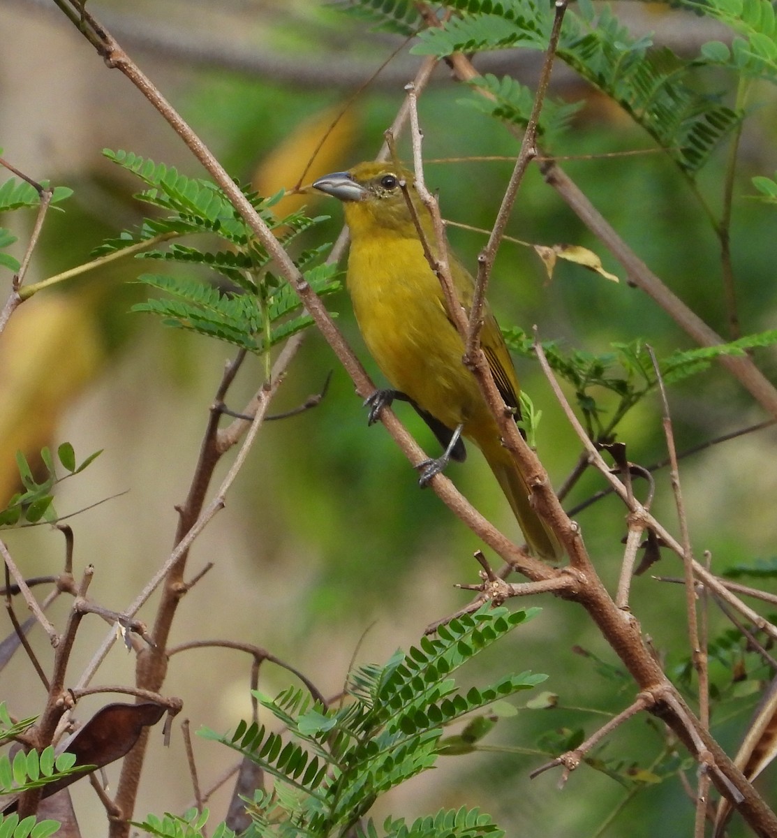 Hepatic Tanager - ML617101017
