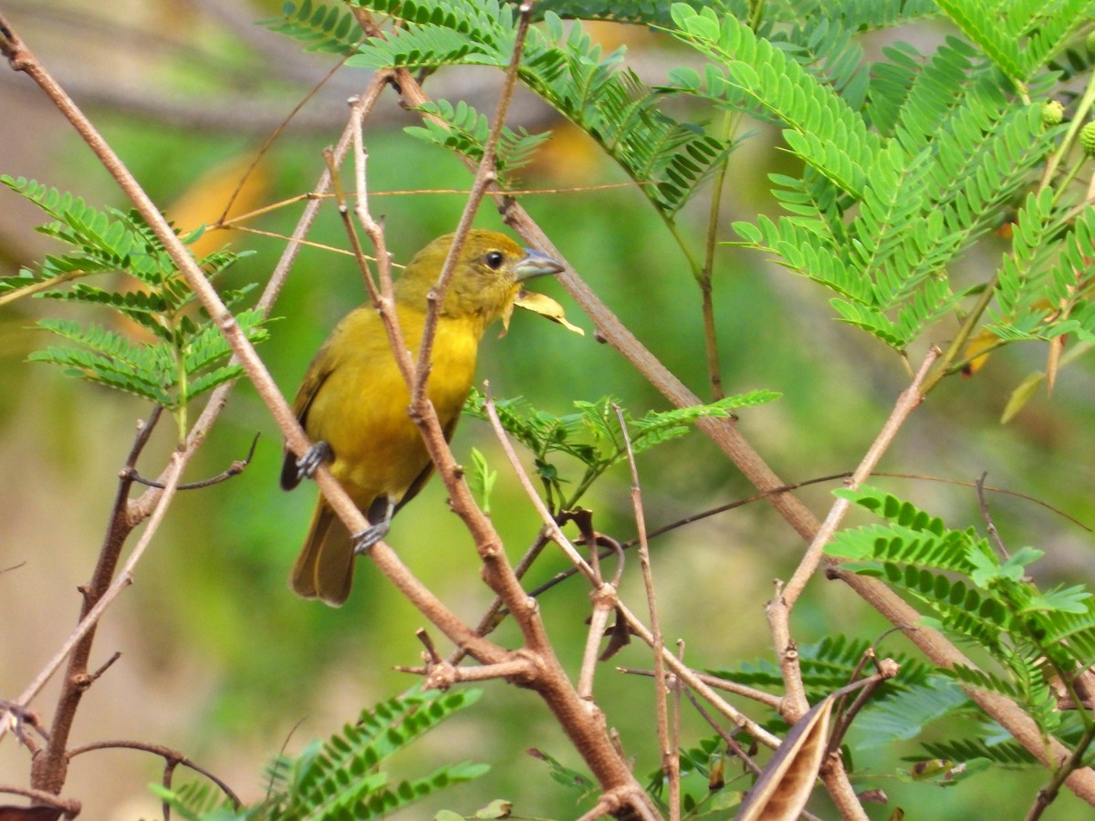 Hepatic Tanager - ML617101025