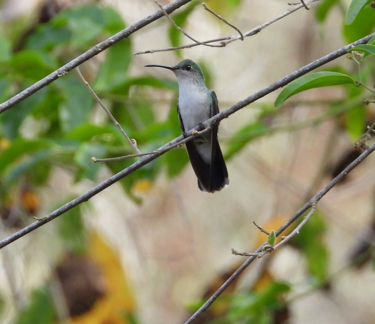 kolibřík bělořitý - ML617101047