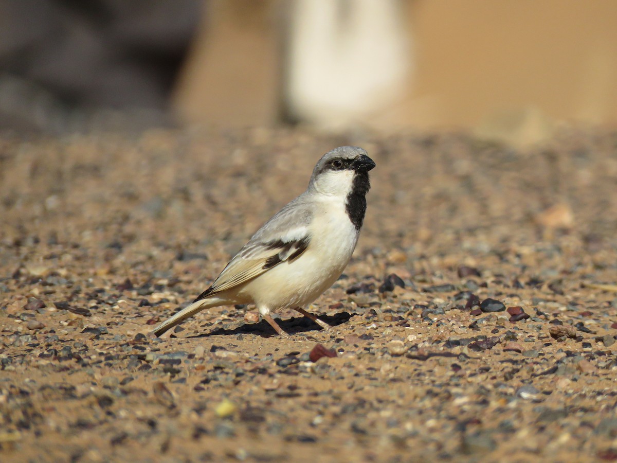 Desert Sparrow - ML617101094