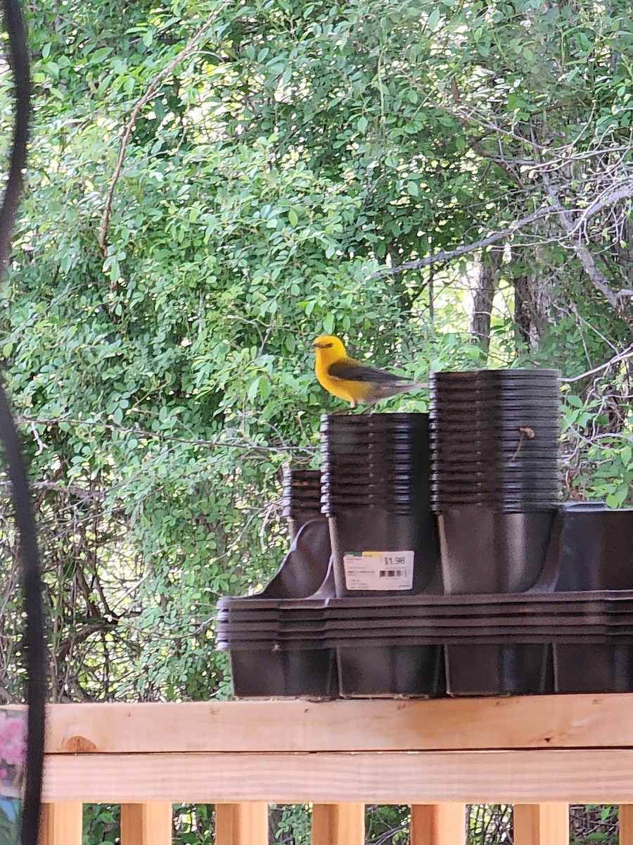 Prothonotary Warbler - ML617101251