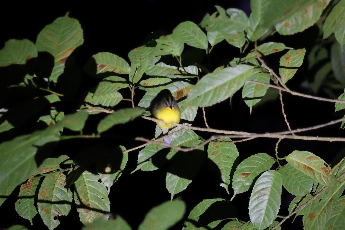 Golden-crowned Warbler - ML617101288