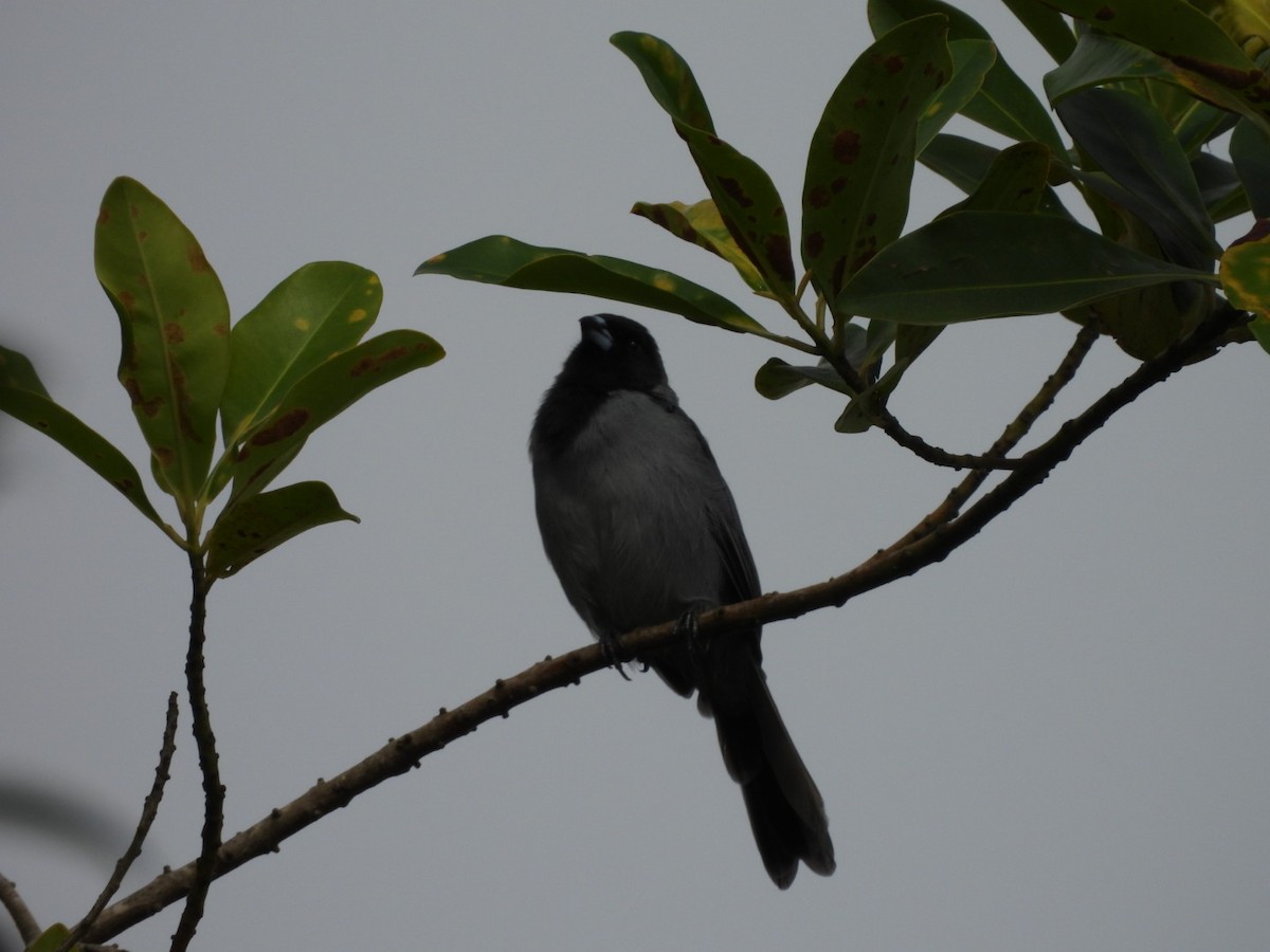 Black-faced Tanager - ML617101297