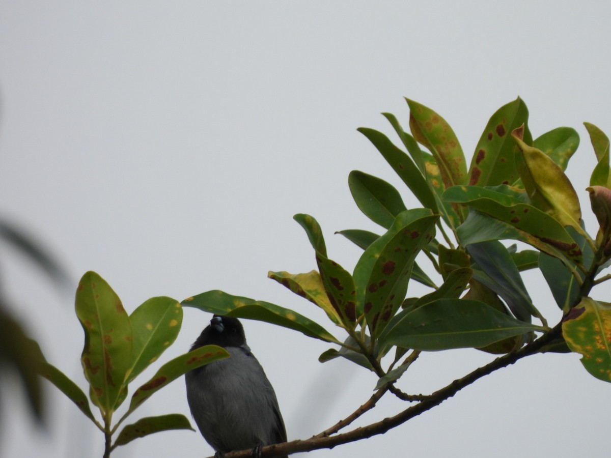 Black-faced Tanager - ML617101298