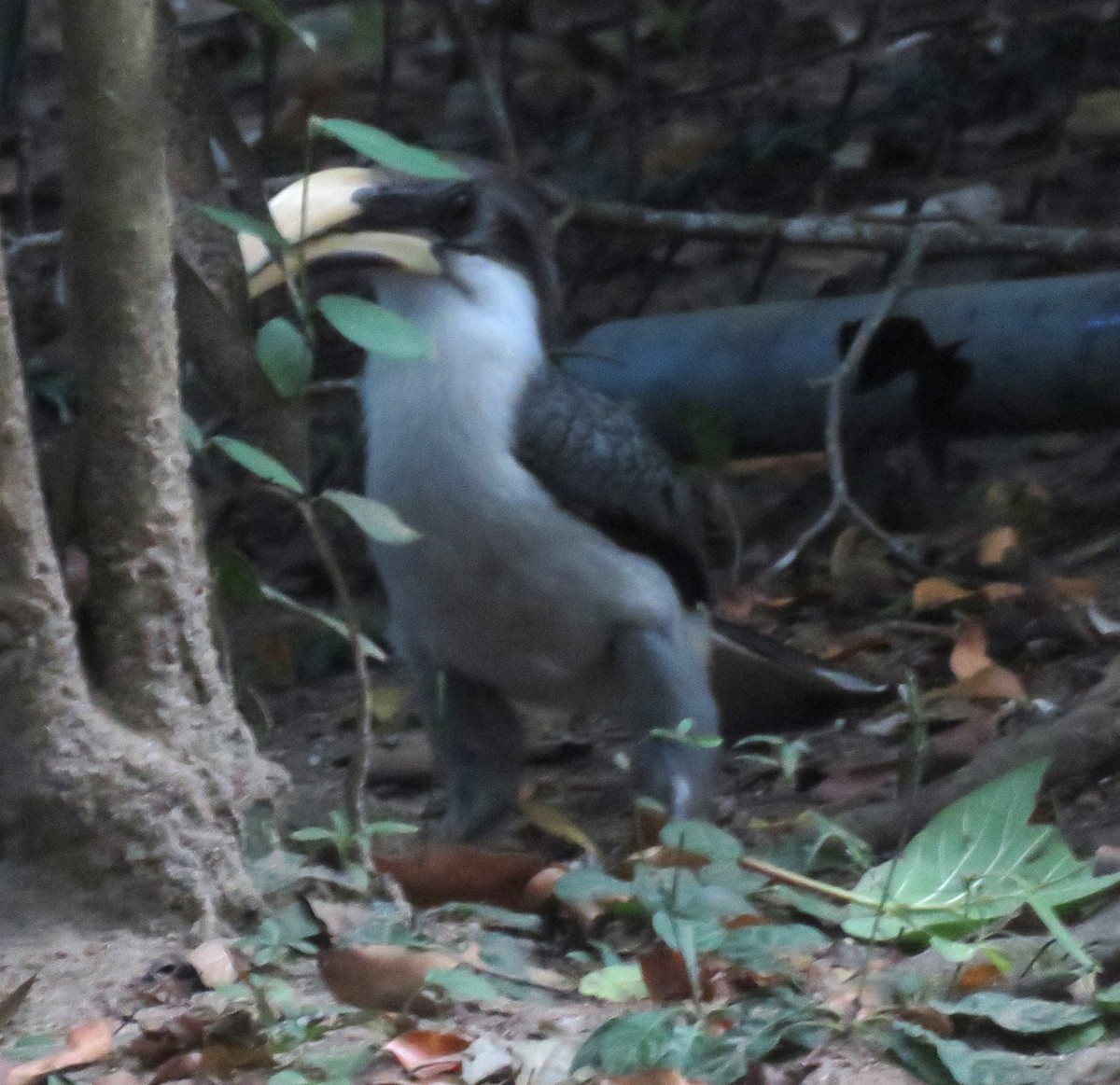 Sri Lanka Gray Hornbill - Kathryn Clouston
