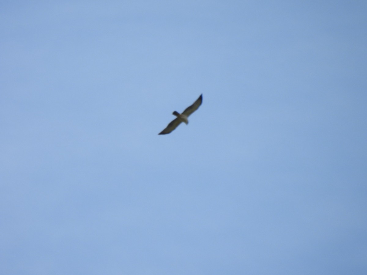 White-tailed Hawk - ML617101351