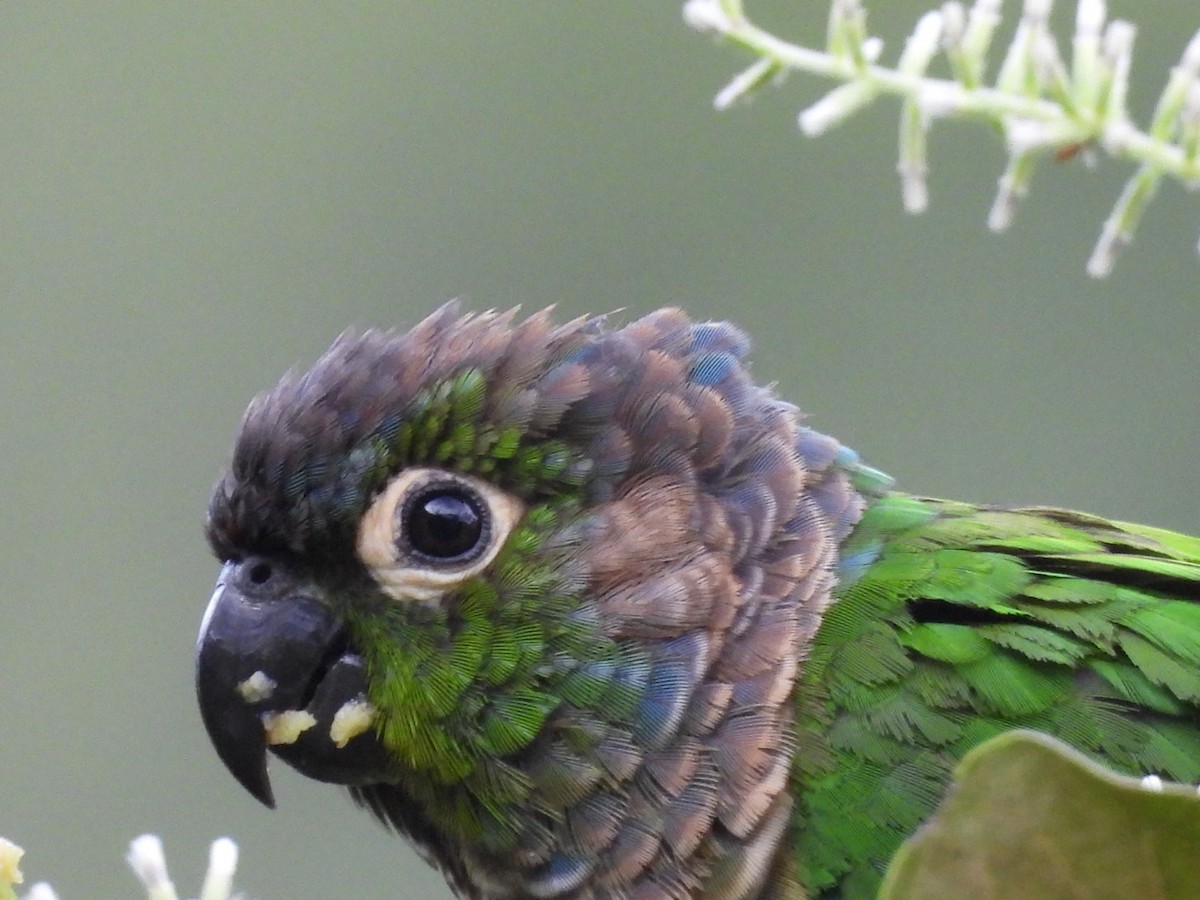 Green-cheeked Parakeet - ML617101397