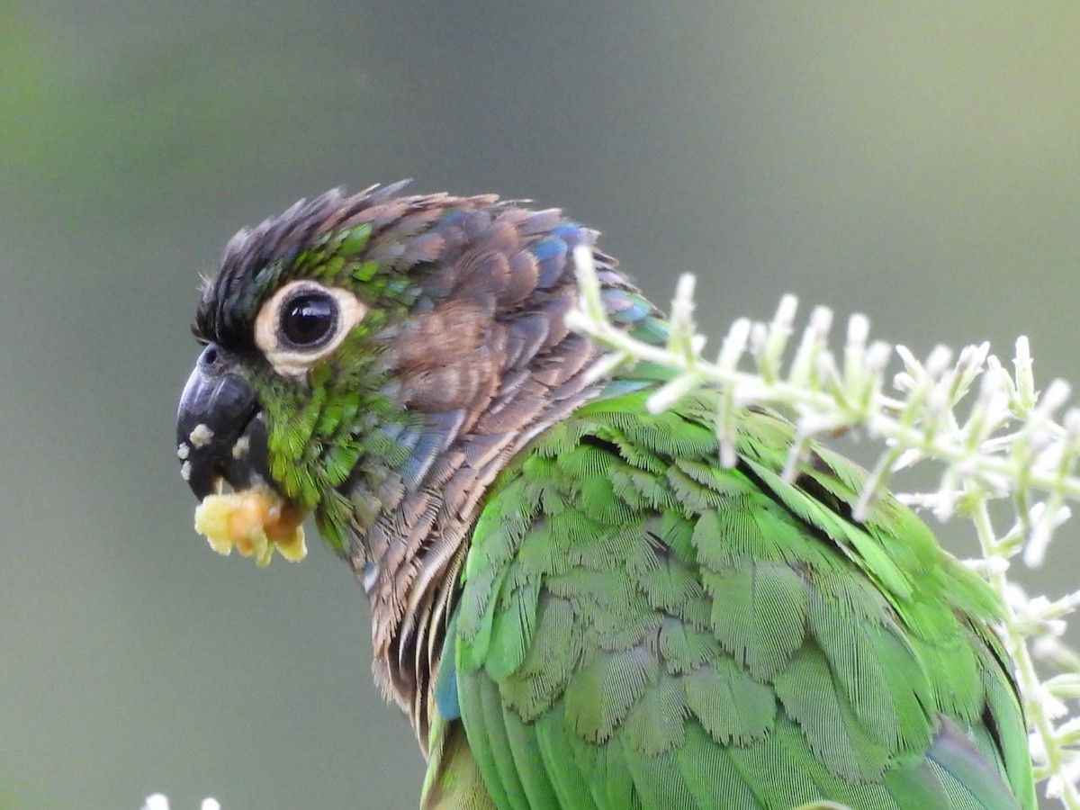 Green-cheeked Parakeet - ML617101399