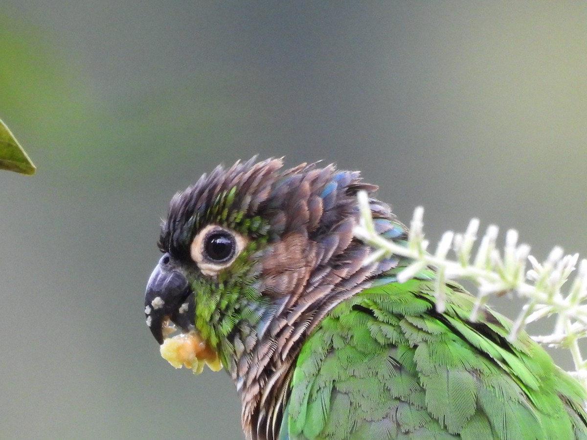 Green-cheeked Parakeet - ML617101401