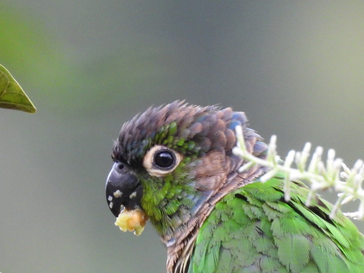 Green-cheeked Parakeet - ML617101402