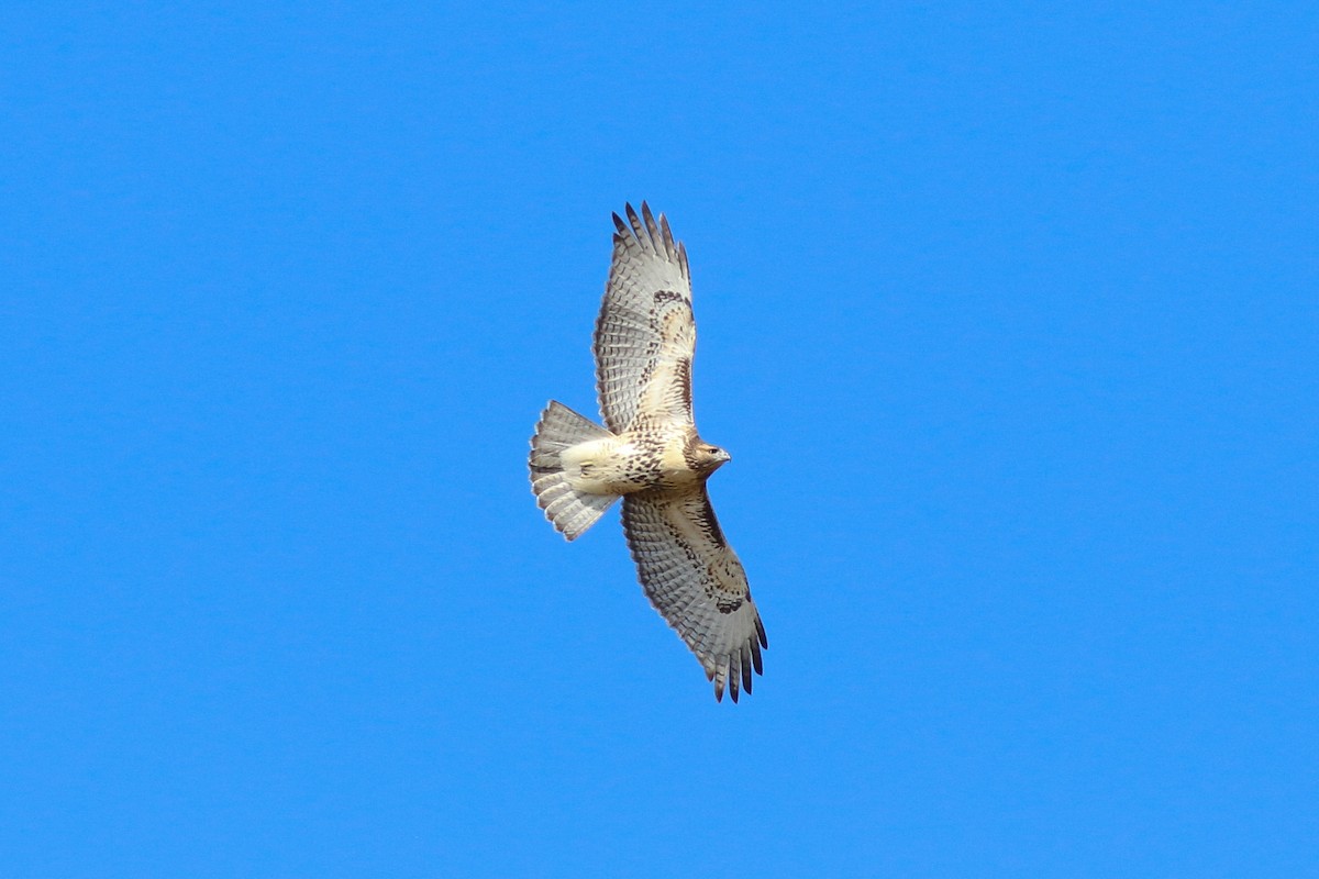 Red-tailed Hawk - ML617101419