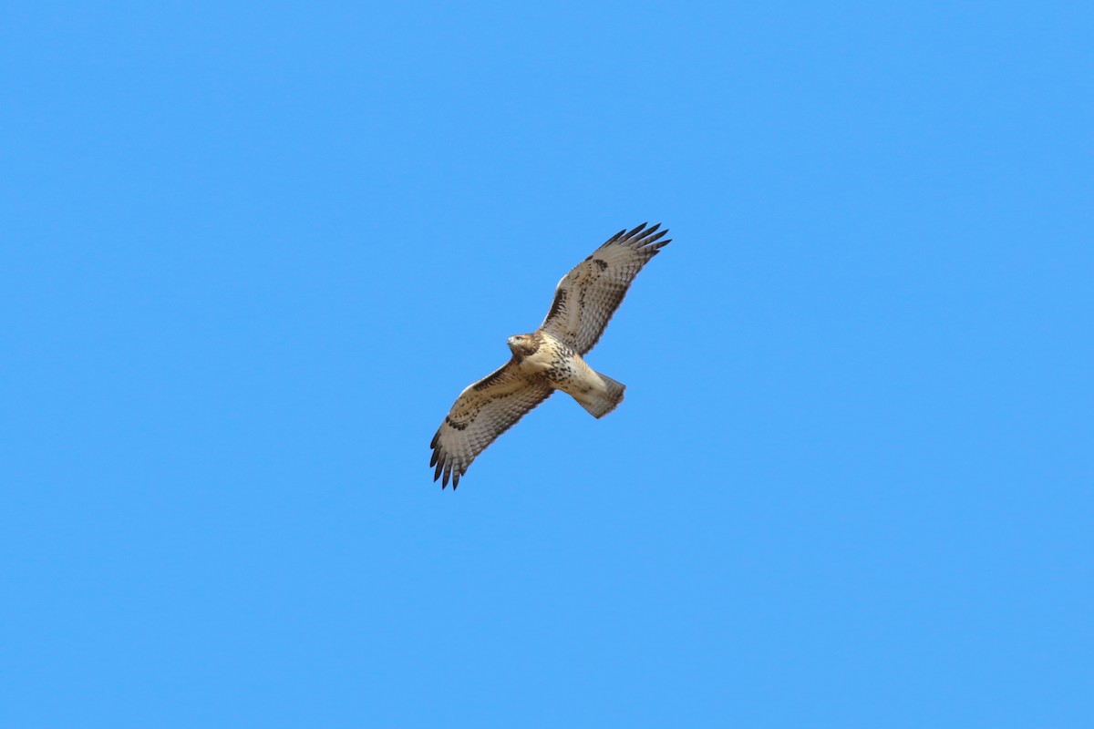 Red-tailed Hawk - ML617101420