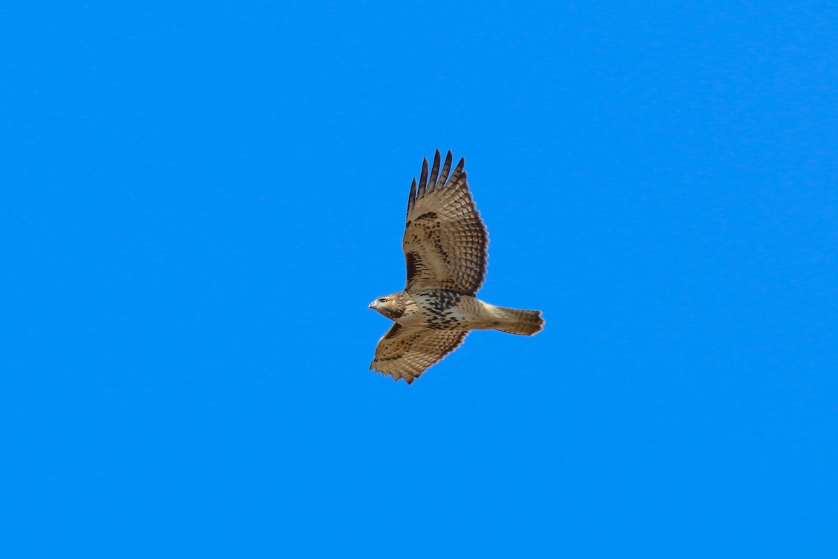 Red-tailed Hawk - ML617101421