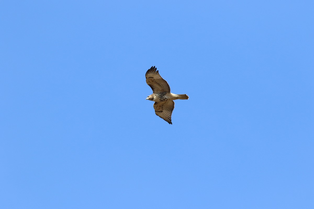 Red-tailed Hawk - ML617101422