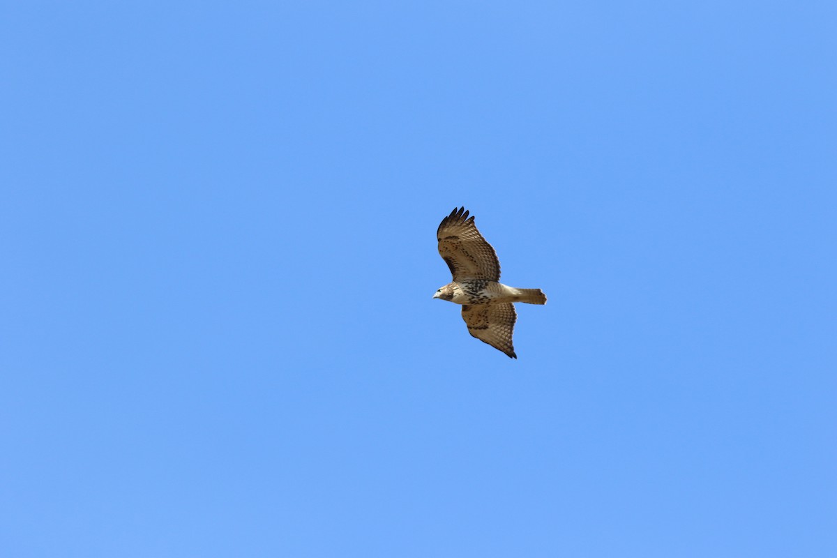 Red-tailed Hawk - ML617101423