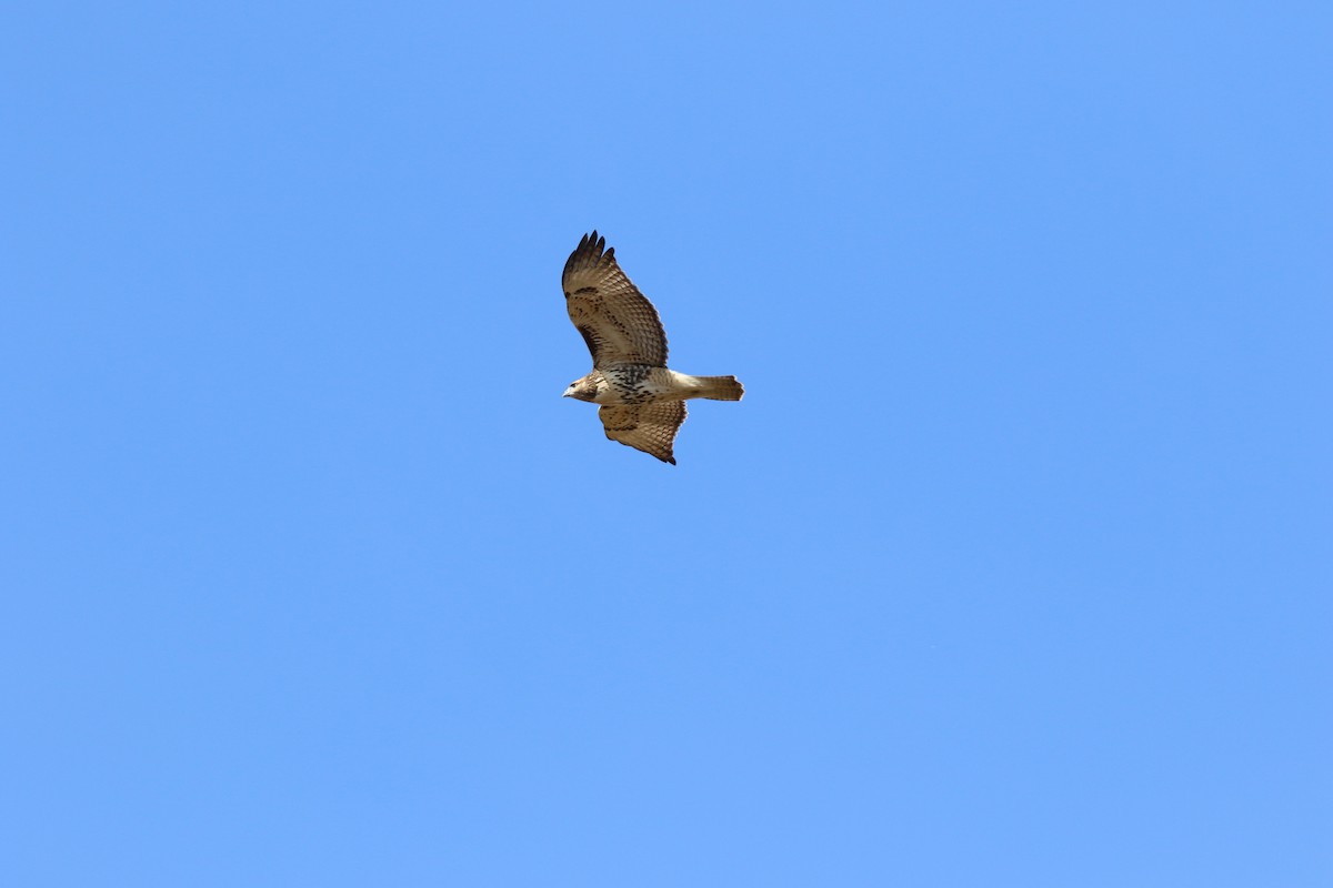 Red-tailed Hawk - ML617101424