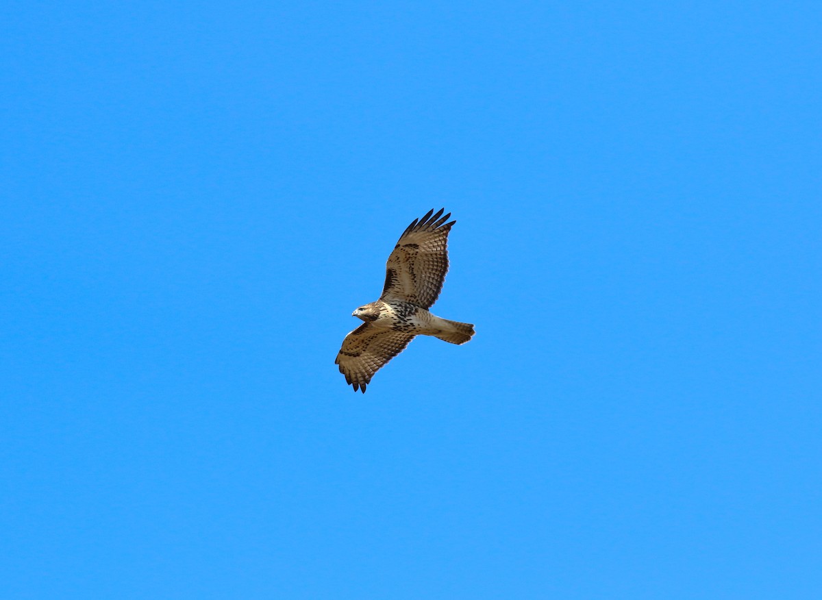 Red-tailed Hawk - ML617101425