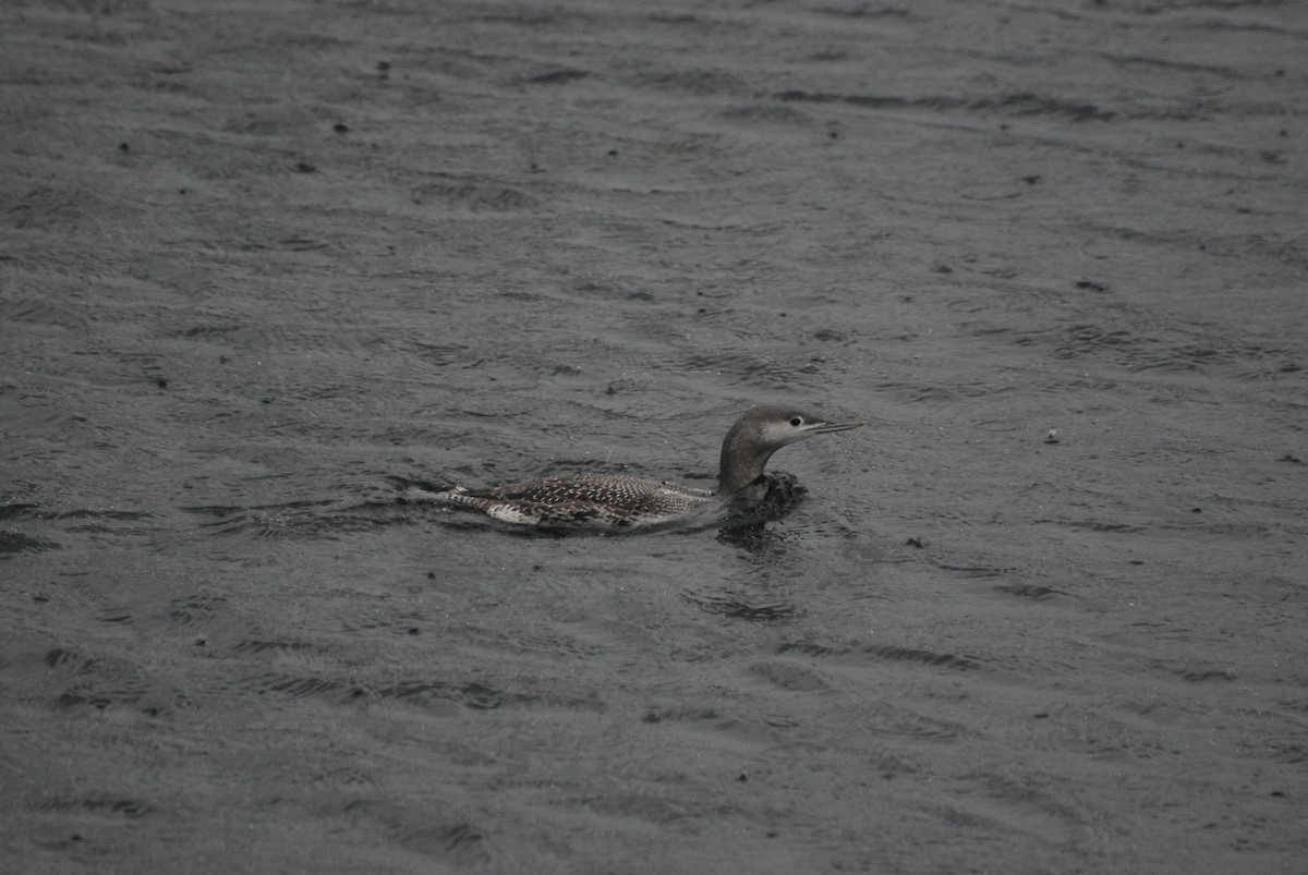 Red-throated Loon - ML617101646
