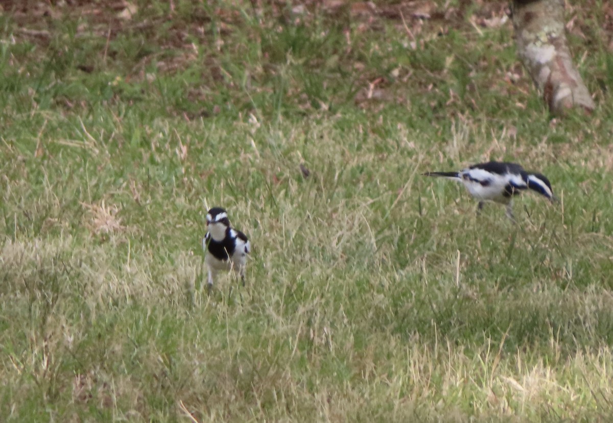 African Pied Wagtail - ML617101651