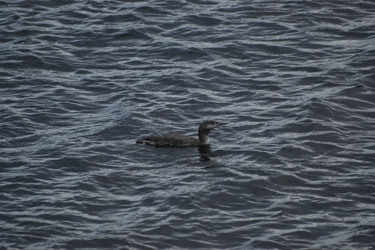 Red-throated Loon - ML617101672