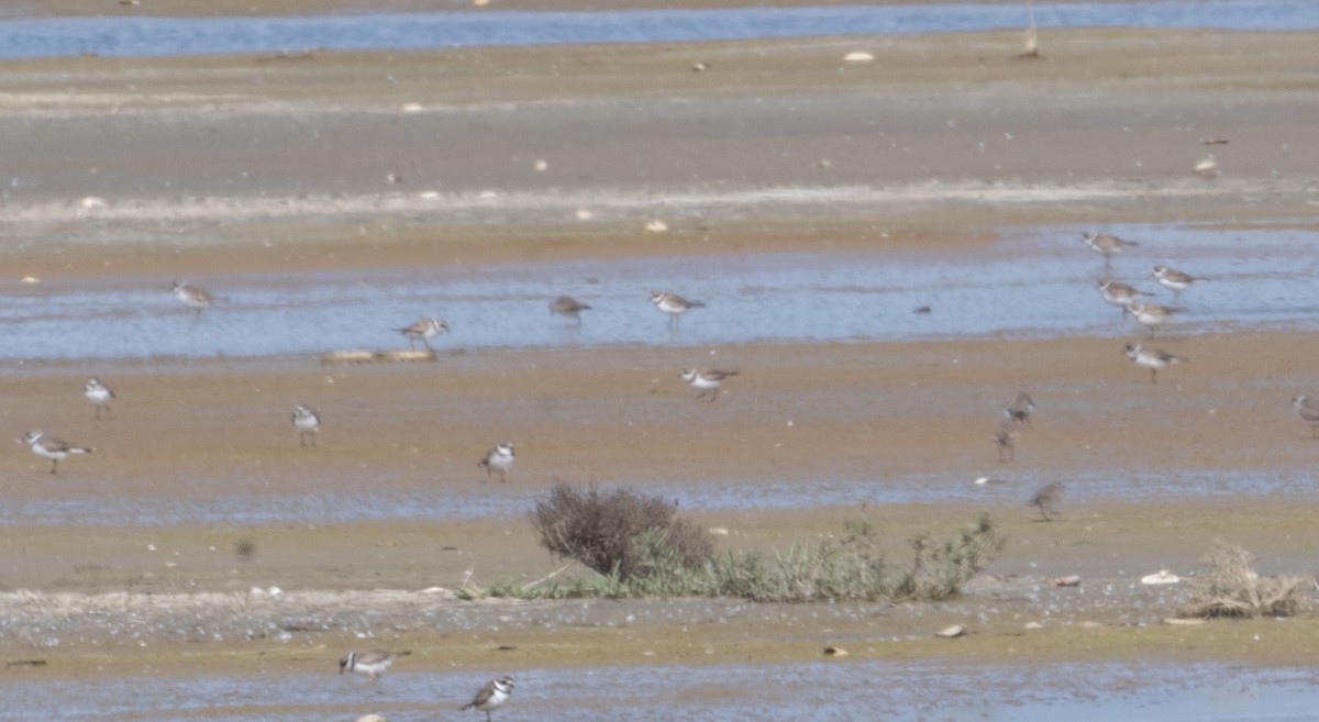 Semipalmated Plover - ML617101715