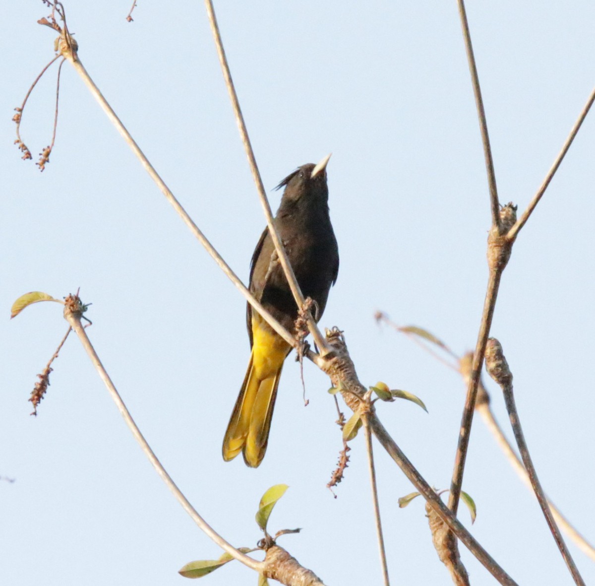 Yellow-winged Cacique - ML617101742