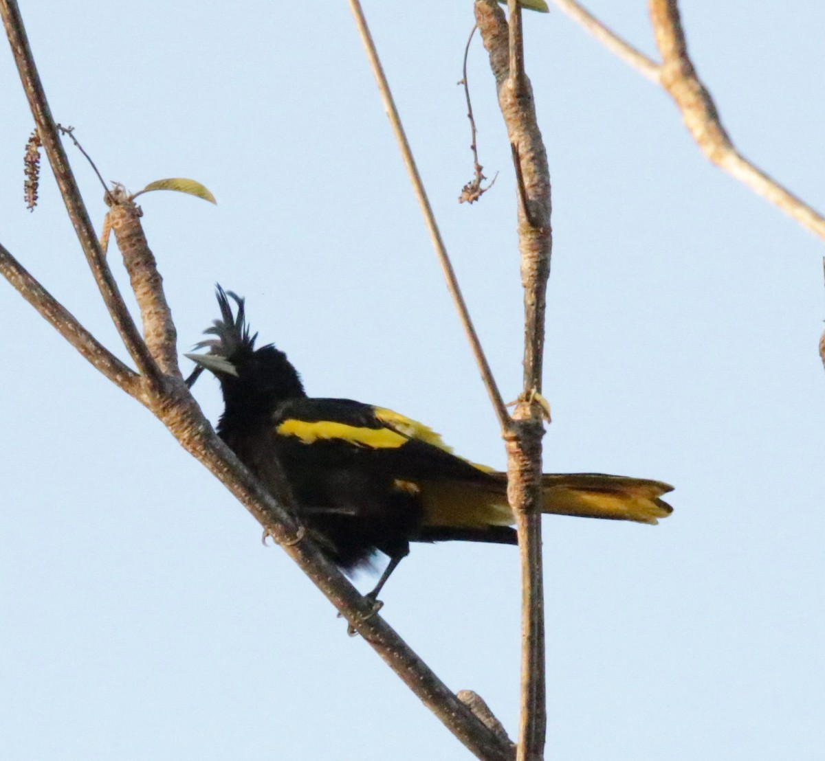 Yellow-winged Cacique - ML617101743
