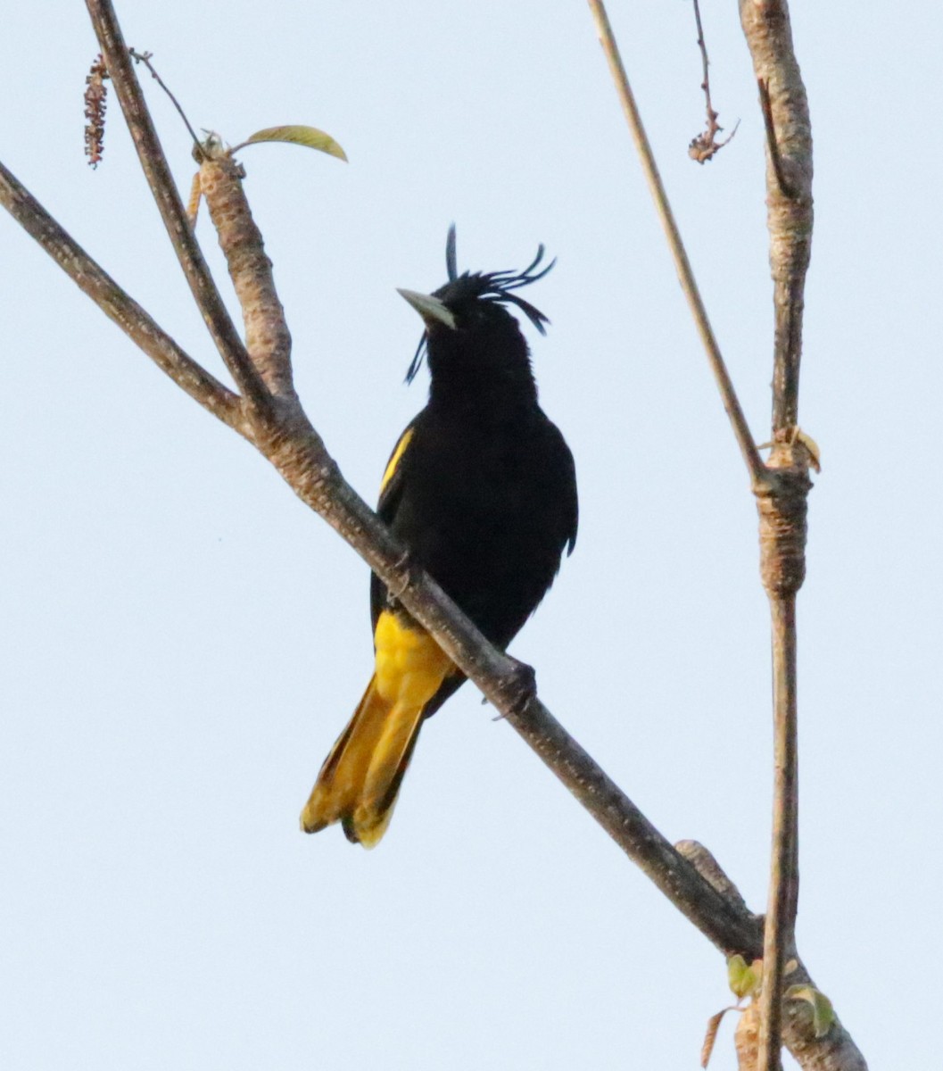 Yellow-winged Cacique - ML617101744
