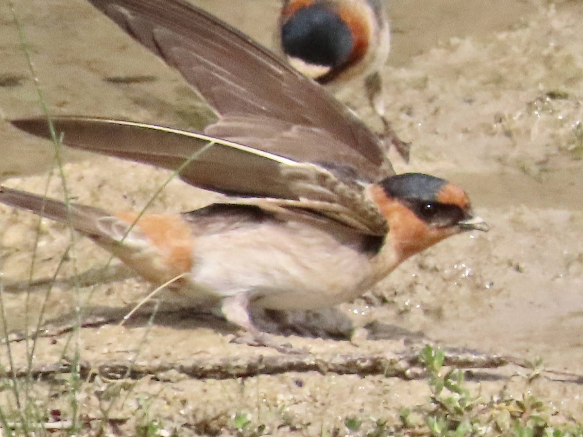 Cave Swallow - ML617101745