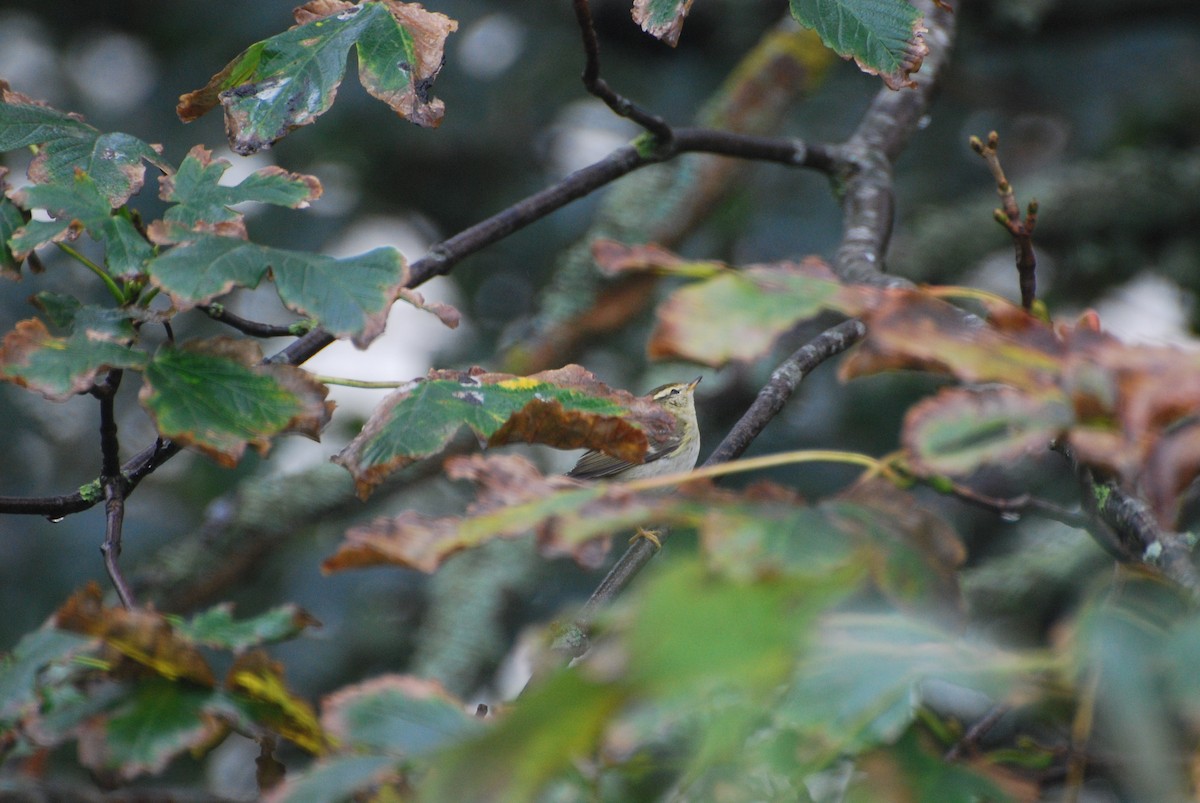 Yellow-browed Warbler - ML617101775