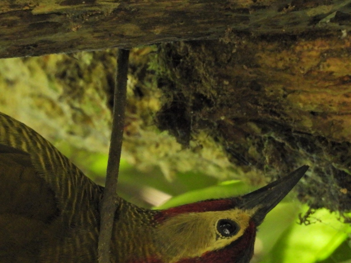 Golden-olive Woodpecker - ML617101778