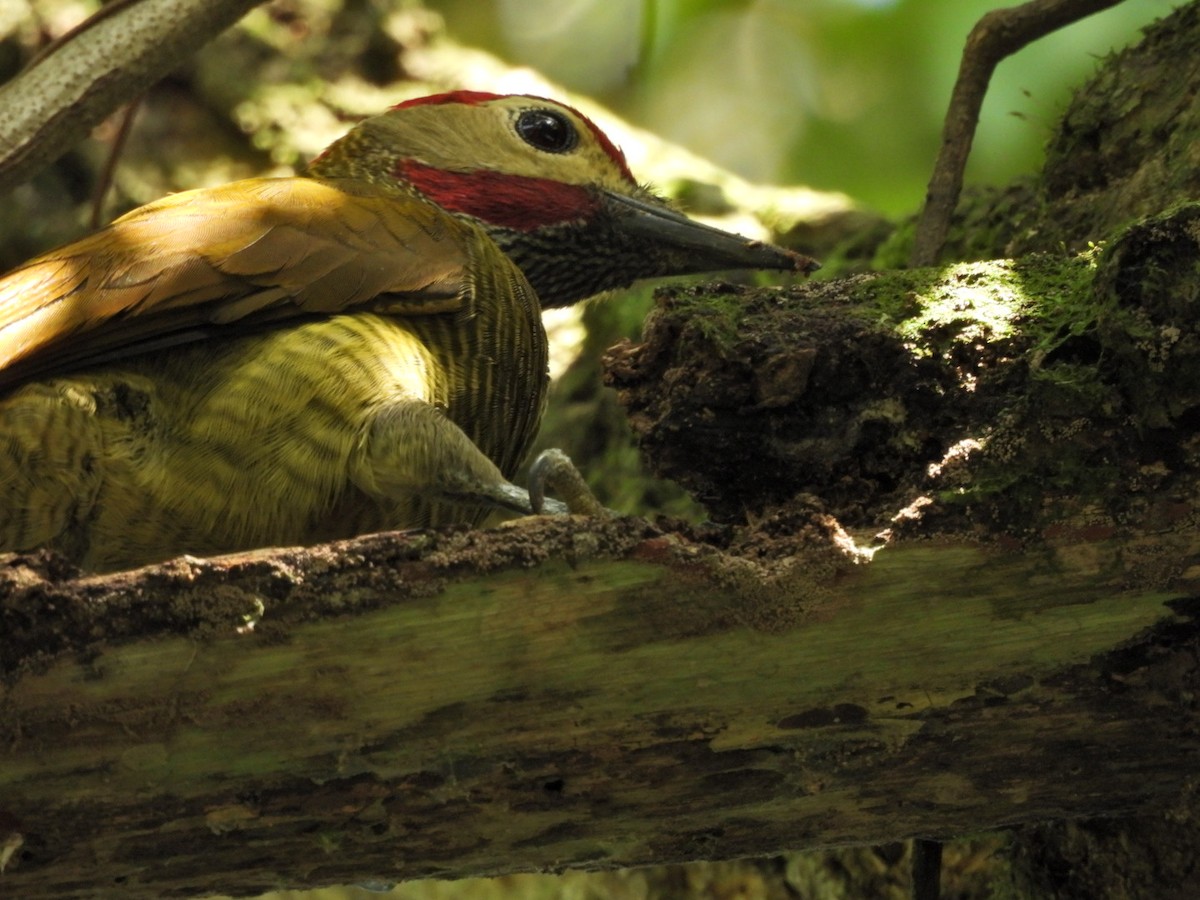 Golden-olive Woodpecker - ML617101779