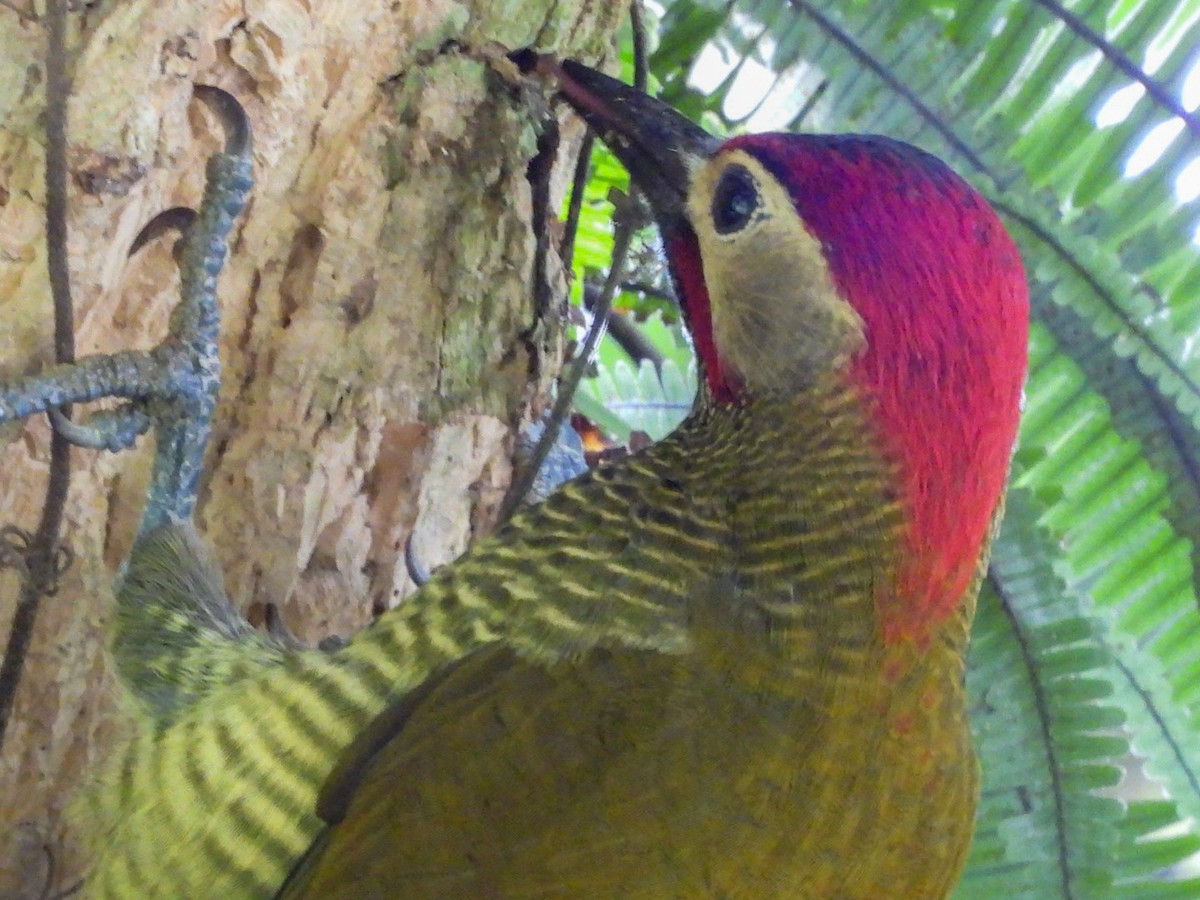 Golden-olive Woodpecker - Charles Trent