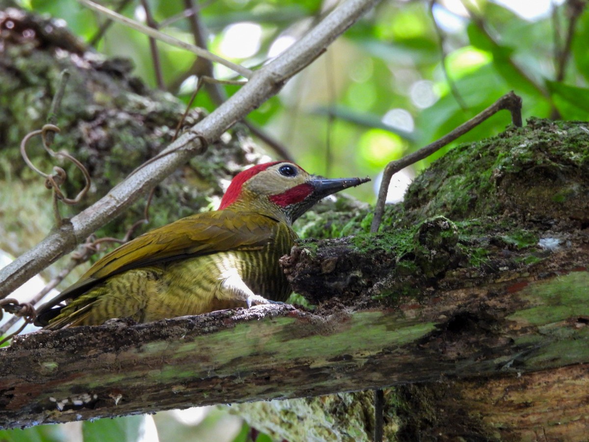 Golden-olive Woodpecker - ML617101781