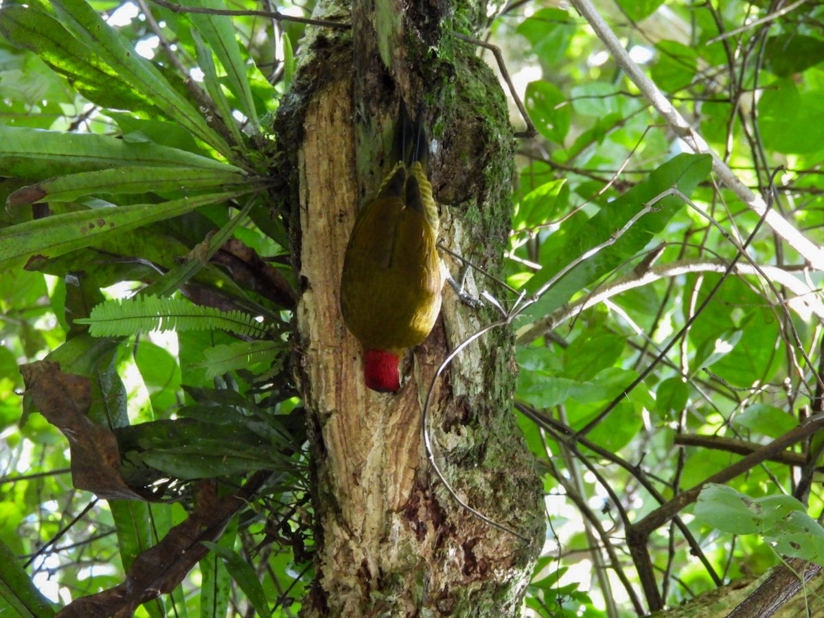 Golden-olive Woodpecker - ML617101782