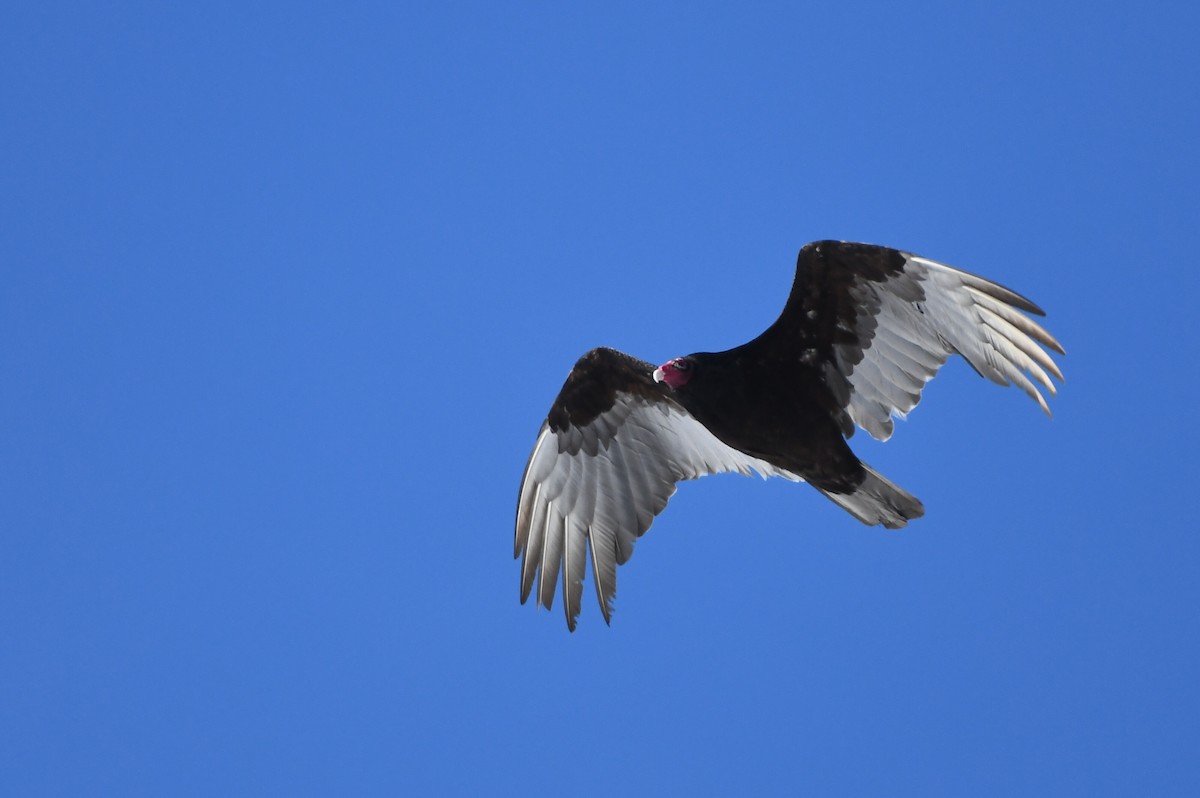 Turkey Vulture - ML617101789