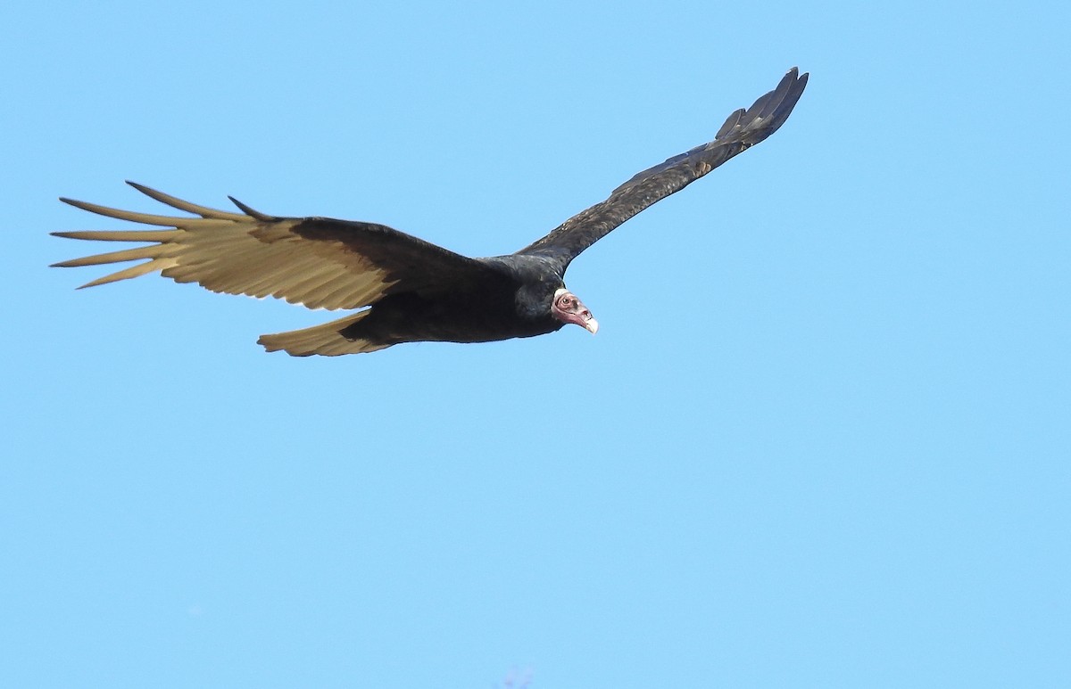 Turkey Vulture (Tropical) - ML617101820
