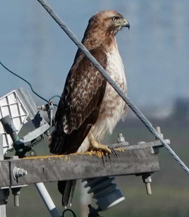 Red-tailed Hawk - ML617101824