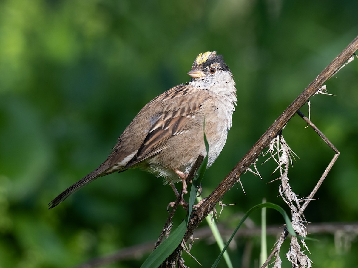 Golden-crowned Sparrow - Deanne Tucker