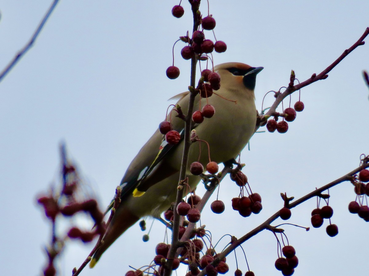 Bohemian Waxwing - Holly Bauer
