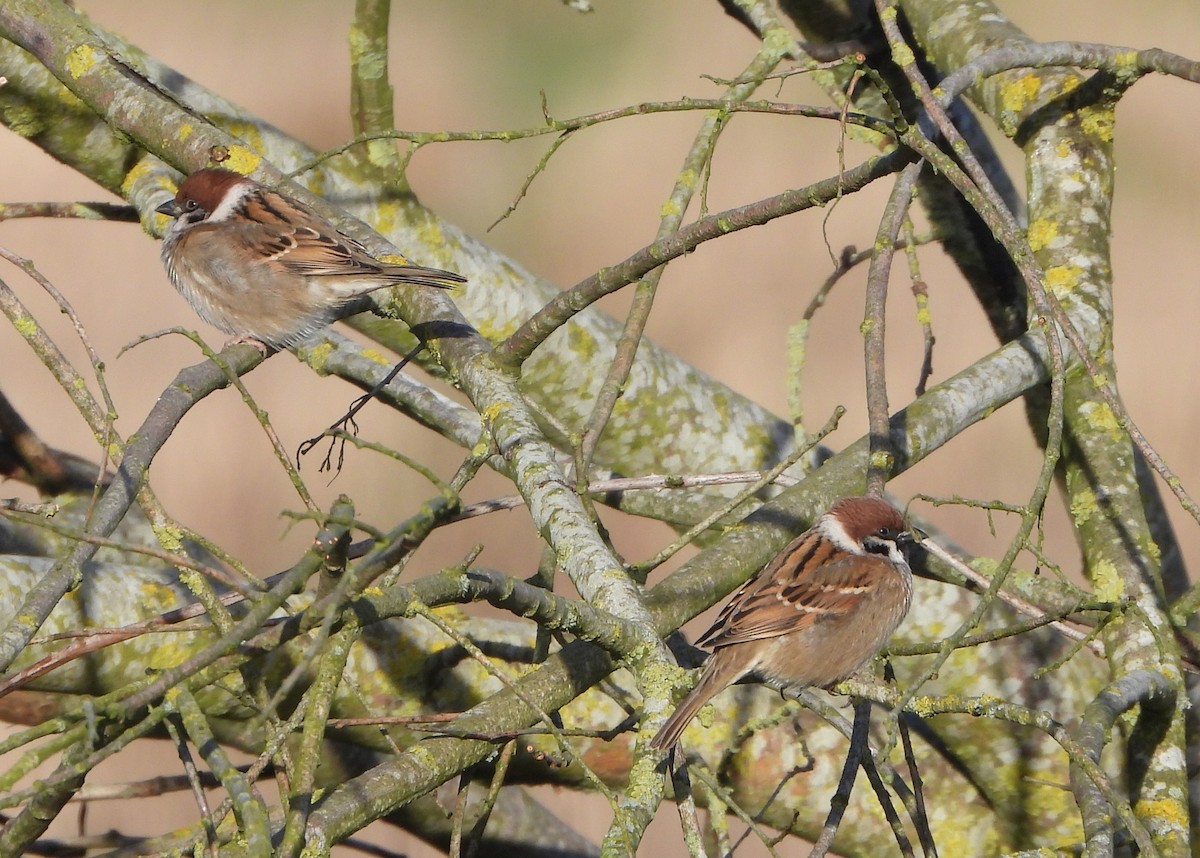 Eurasian Tree Sparrow - ML617102278